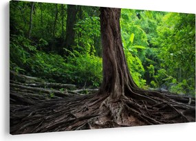 Tablou - Copac bătrîn cu rădăcini (90x60 cm)