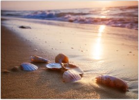 Tablou - Scoici (70x50 cm)