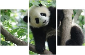 Tablou - Panda in copac (90x60 cm)