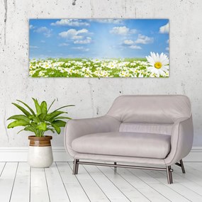 Tablou cu luncă înflorită cu margarete (120x50 cm)