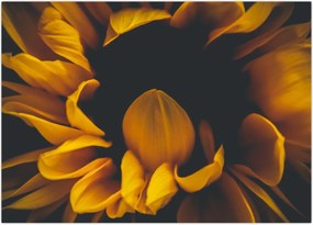 Tablou - Floarea-soarelui în fundal negru (70x50 cm)
