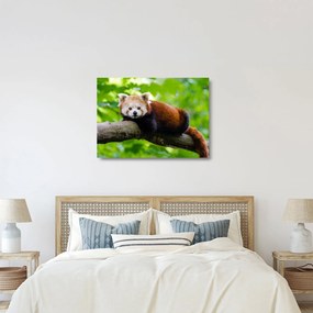 Tablou pe sticlă cu panda roșie (70x50 cm)