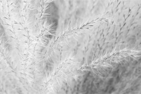 Tablou - Iarbă de pampas N⁰1 (90x60 cm)