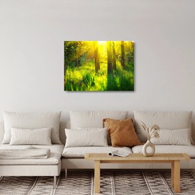 Tablou pe sticlă - Trezirea de primăvară a pădurii (70x50 cm)