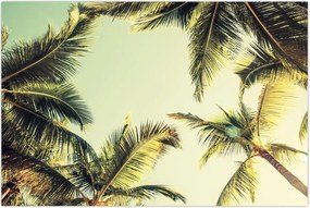 Tablou - Palmieri de cocos (90x60 cm)