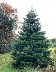 Brad natural de Craciun nordmann TOP QUALITY Special Edition 350-400 cm