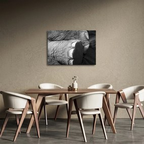 Tablou - Picior de elefant (70x50 cm)
