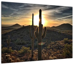 Tablou - cactușii la soare (70x50 cm), în 40 de alte dimensiuni noi