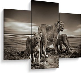 Tablou cu leii alb negri (90x60 cm)