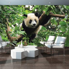 Fototapet - Panda (254x184 cm)