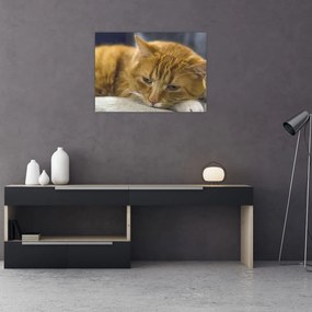 Tablou pe sticlă cu pisica (70x50 cm)