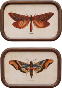 Set 2 tablouri cu fluturi, cu rama din lemn, Butterfly