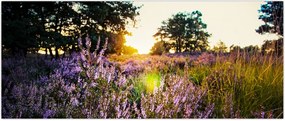 Tablou - Câmp cu lavandă (120x50 cm)