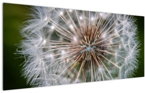 Tablou cu păpădie (120x50 cm)