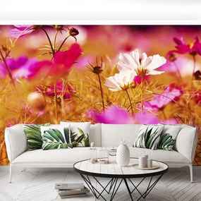 Fototapet Cosmos Flower
