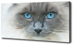 Imprimare tablou canvas Cat ochi albaștri