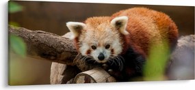 Tablou cu panda roșie (120x50 cm)