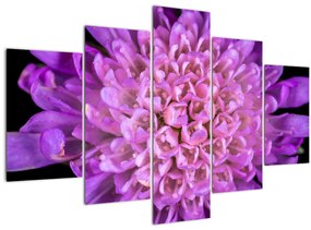 Tablou detailat cu floare (150x105 cm)