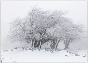 Tablou - Iarnă albă (70x50 cm)