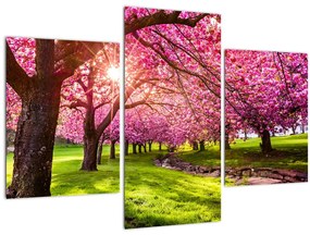 Tablou - Cireși înfloriți, Hurd Park, Dover, New Jersey (90x60 cm)