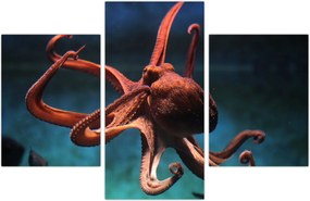 Tablou - Caracatiță (90x60 cm)