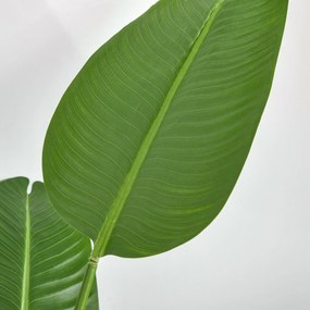 HOMCOM Bananier Artificial 160 cm cu Ghiveci și 10 Frunze Realiste, Plantă Artificială Tropicală pentru Decorațiuni Interioare și Exterioare, Verde | Aosom Romania