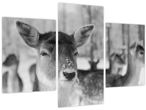 Tablou - Cerbi,alb-negru (90x60 cm)
