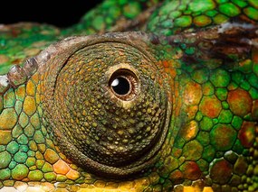 Fotografie Panther Chameleon's eye, close up, Jonathan Knowles