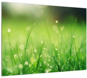 Tablou - roua pe iarbă (70x50 cm), în 40 de alte dimensiuni noi