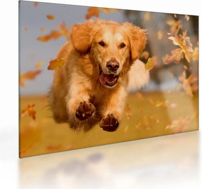 Tablou pe sticlă - Golden Retriever (70x50 cm)