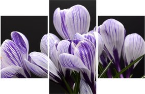 Tablou - Crocus violet (90x60 cm)