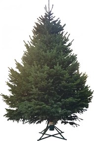 Brad natural de Craciun nordmann TOP QUALITY 500-600 cm