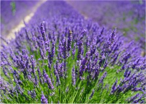 Tablou - lavanda (70x50 cm)