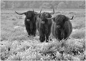 Tablou - Vaci scoțiene (70x50 cm)