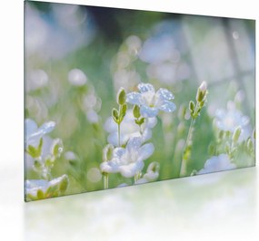 Tablou pe sticlă - Flori delicate (70x50 cm)