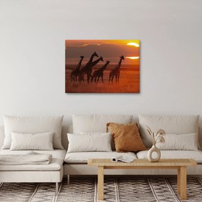 Tablou - Girafe în savana africană (70x50 cm)