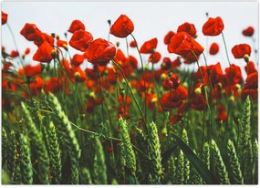 Tablou - Maci în vânt (70x50 cm)