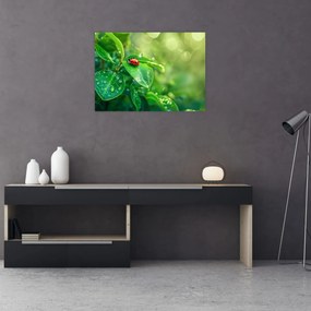 Tablou - Buburuza (70x50 cm)