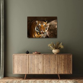 Tablou cu tigrul (70x50 cm)