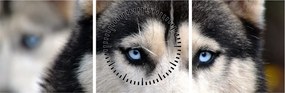 Tablou cu câinele husky (cu ceas) (90x30 cm)
