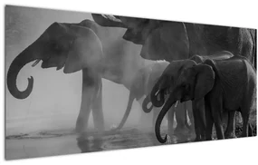 Tablou cu elefanți - albnegru (120x50 cm)