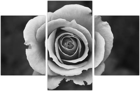 Tablou - Trandafir (90x60 cm)