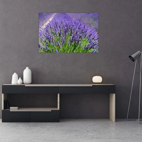 Tablou - lavanda (90x60 cm)