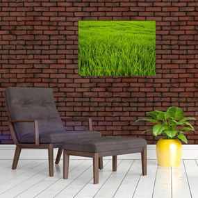 Tablou cu iaraba (70x50 cm)