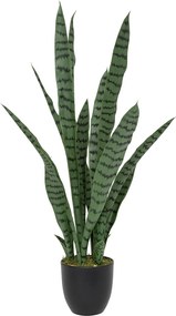 Sansevieria cu ghiveci din plastic Toby înălțime 90 cm