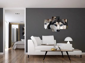 Tablou cu câinele husky (90x60 cm)