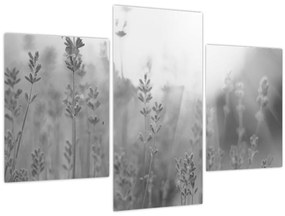 Tablou - Lavanda (90x60 cm)