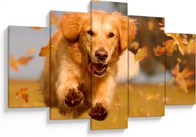 Tablou - Golden Retriever (150x105 cm)