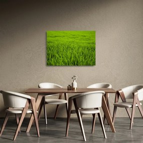 Tablou pe sticlă cu iaraba (70x50 cm)