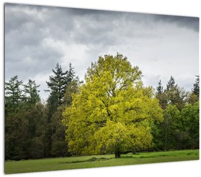 Tablou - Copac verde în câmp (70x50 cm)